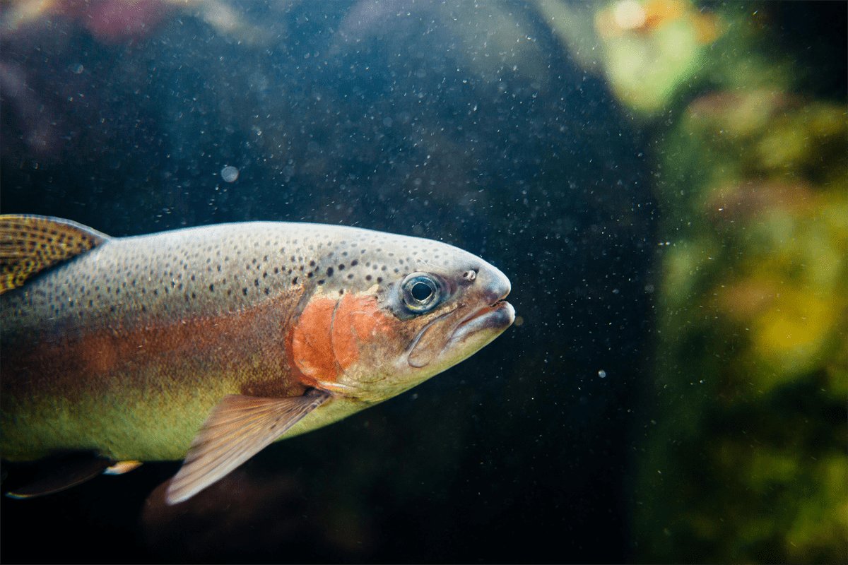 Trota salmonata, quale denominazione?