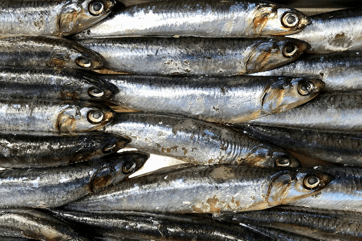 Acciughe, bisogna specificare ‘pesce’?