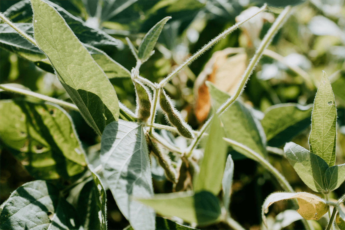 Olio di soia epossidato nei MOCA, rischio allergeni?