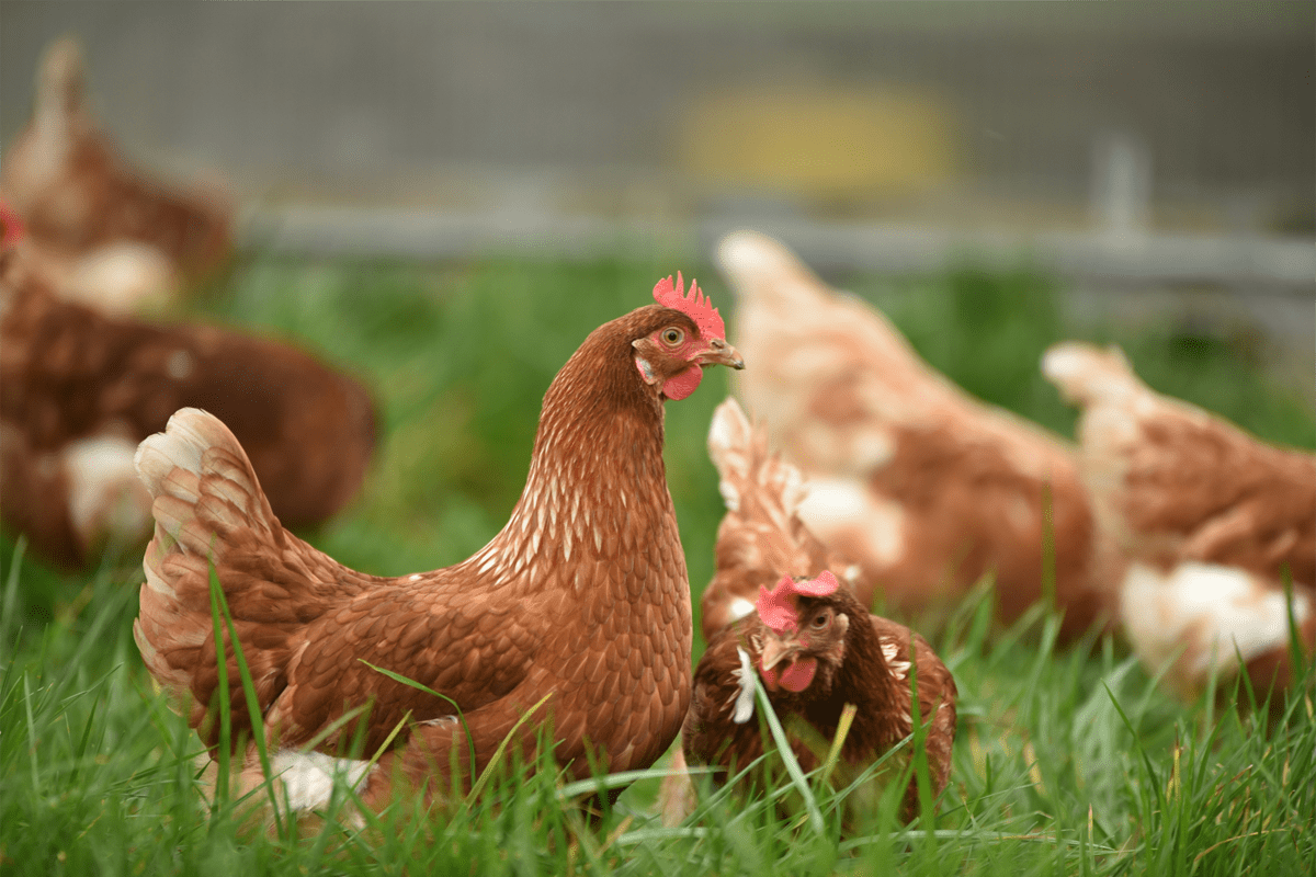 Pollo di origine europea?
