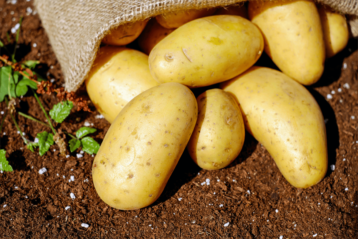 Patate origine Francia nei sacchi tricolore?