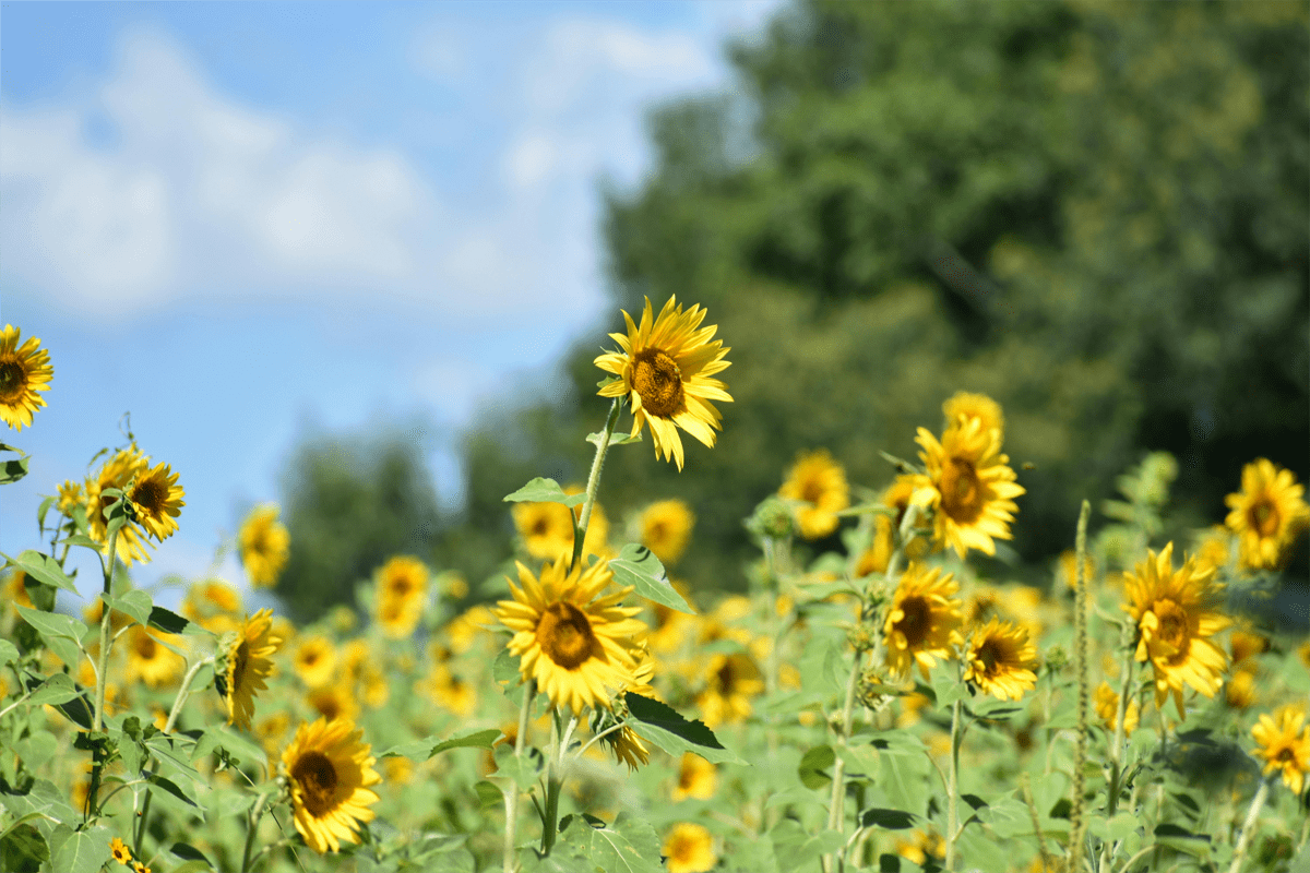 Sostituzione olio di girasole, quali etichette?