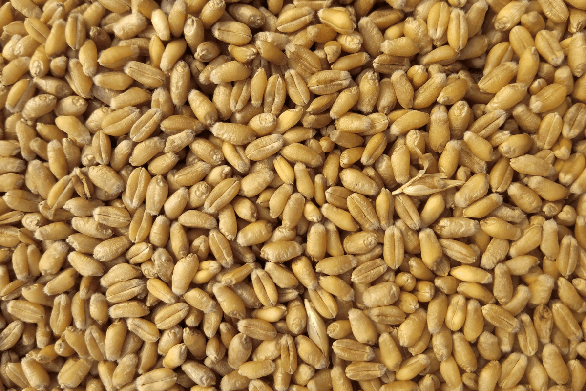 Cereali contenenti glutine, PAL