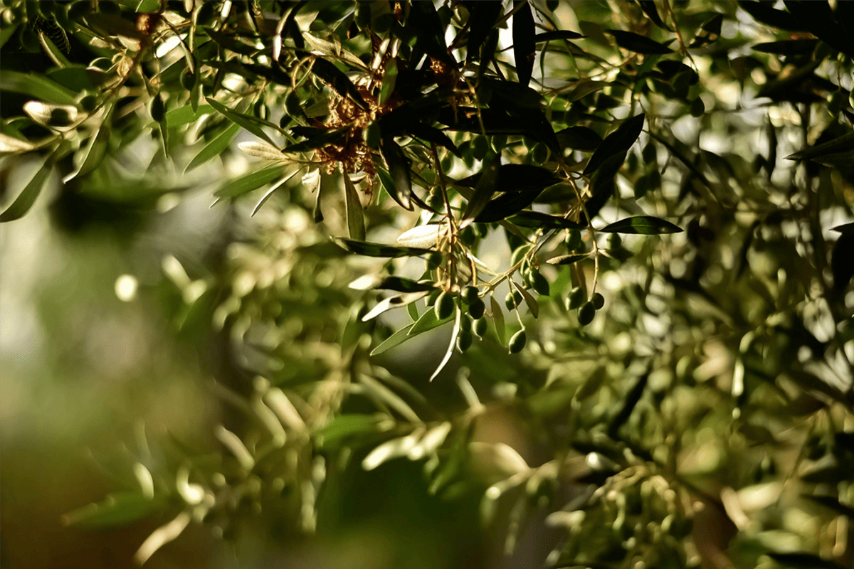 Estratto di foglie d’olivo, botanical o novel food?