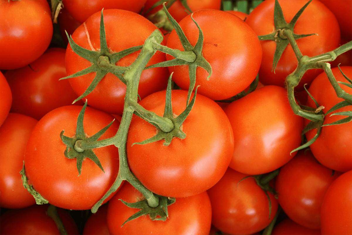Origine del pomodoro su conserve e sughi da export?