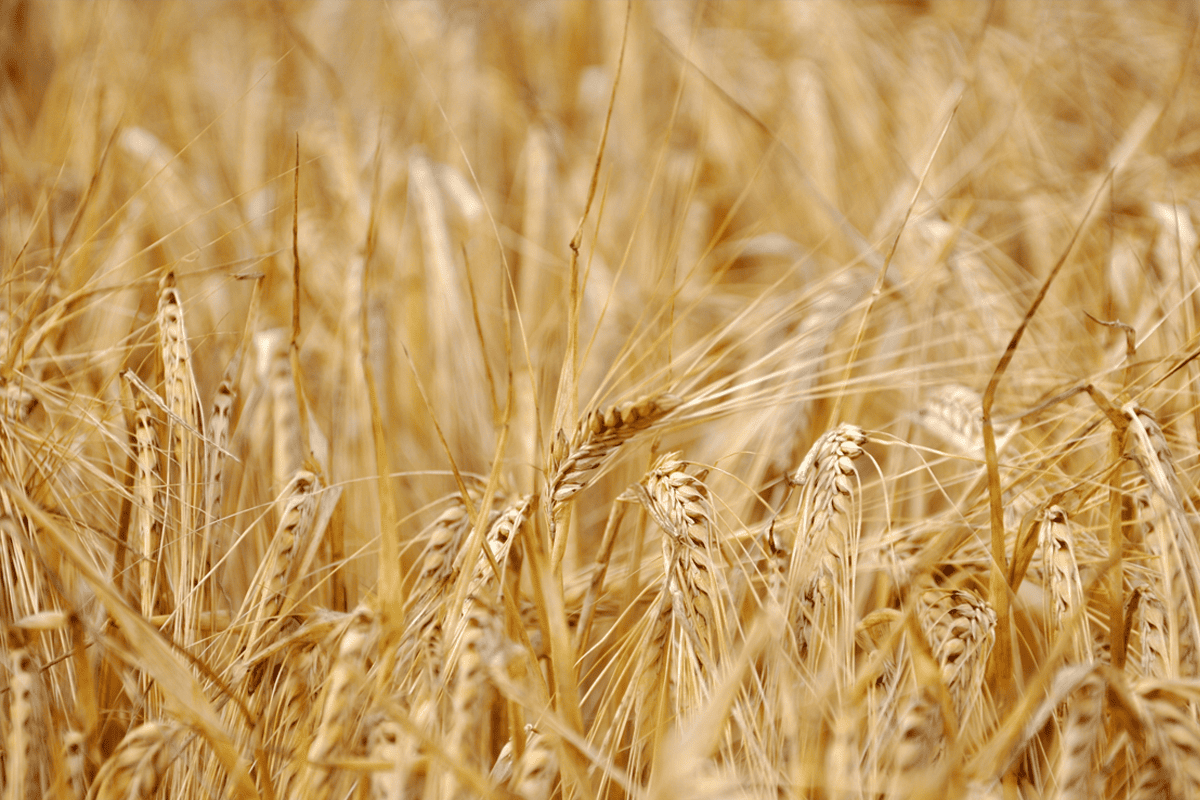 Grano Senatore Cappelli ‘ad alta digeribilità’?