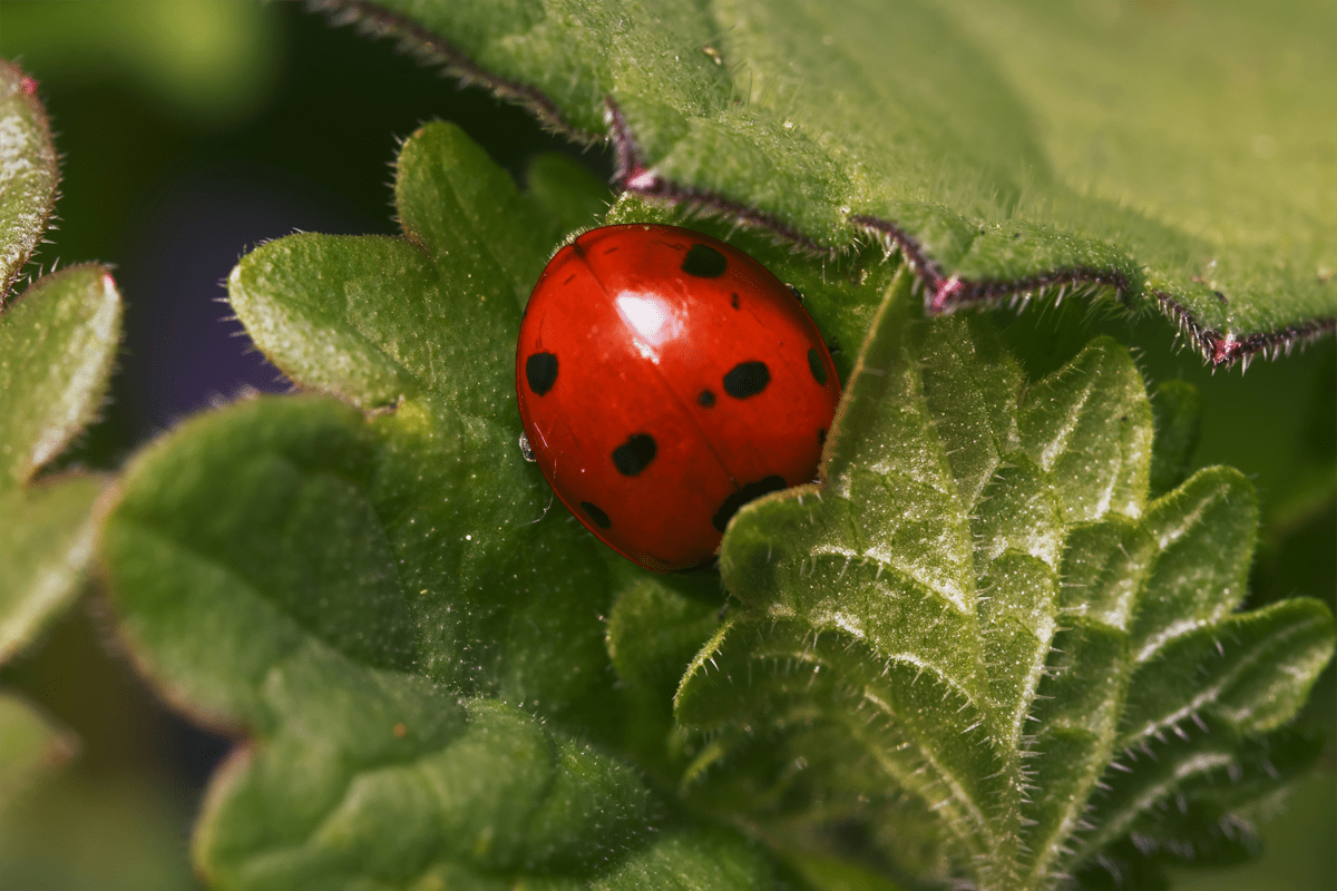 Colorante cocciniglia nel pandoro griffato Ferragni