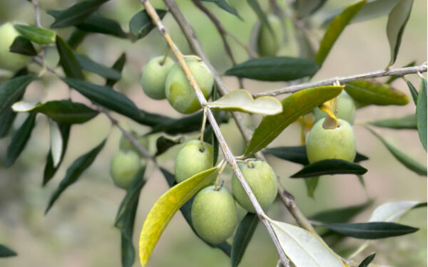 Etichettatura di origine dell’olio extra vergine d’oliva